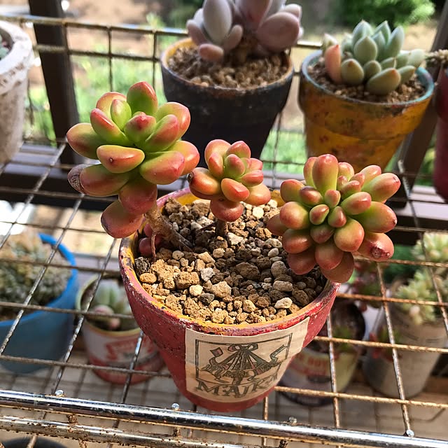 miniさんの実例写真