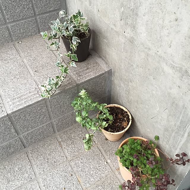 玄関/入り口/観葉植物♡/オザキフラワーパークのインテリア実例 - 2015-07-08 16:37:10