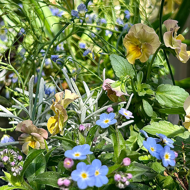 DAYONEの-忘れな草 ミオソティス ミオマルク PW 3.0号 ロングポット苗 花苗の家具・インテリア写真