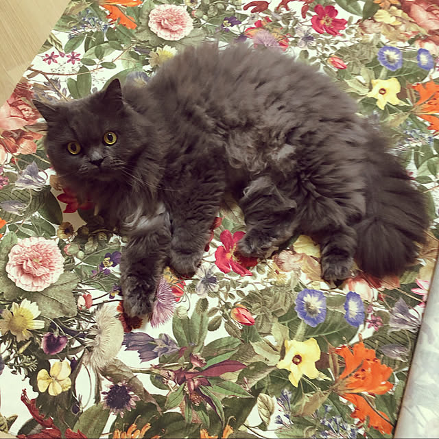 mimosaさんの実例写真