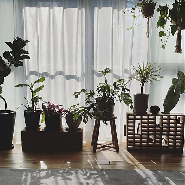 観葉植物/観葉植物のある暮らし/昭和な家/植物のある暮らし/花のある生活...などのインテリア実例 - 2021-02-17 08:29:26