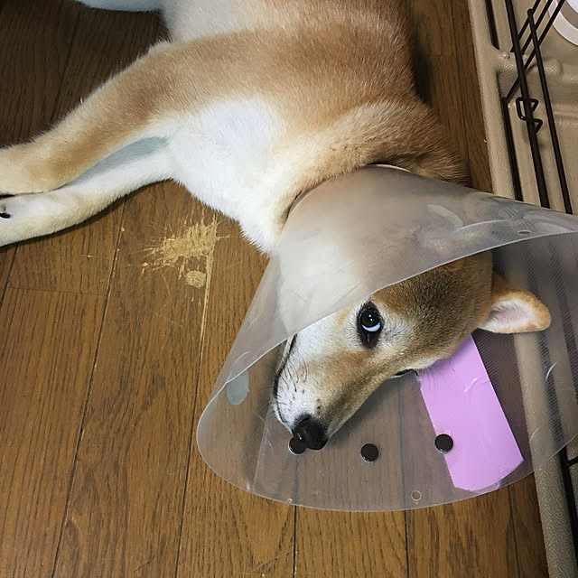 luckyさんの実例写真