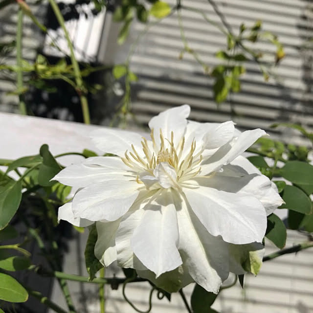 bibianさんの実例写真
