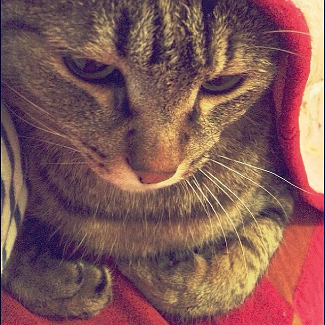 sellyoakさんの実例写真