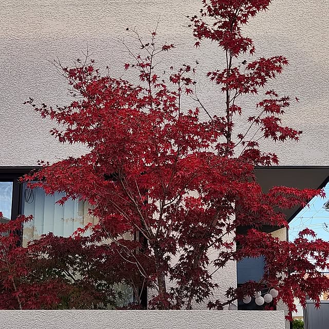 gon_hausさんの実例写真