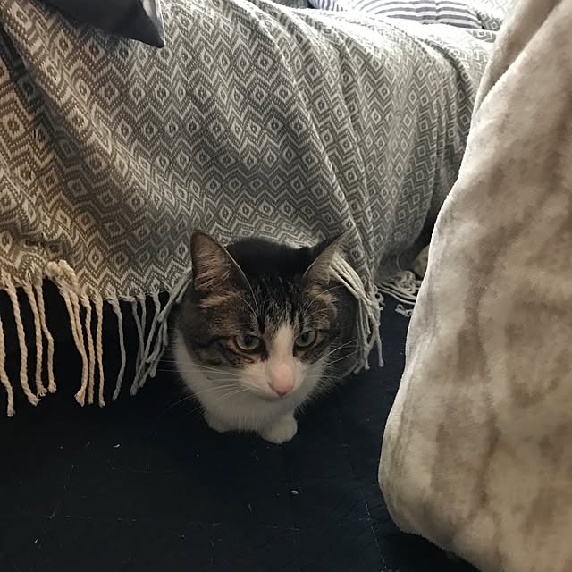 miruさんの実例写真