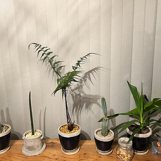 机/植物/サボテン/DIY/インディアン...などのインテリア実例 - 2025-03-29 21:58:23