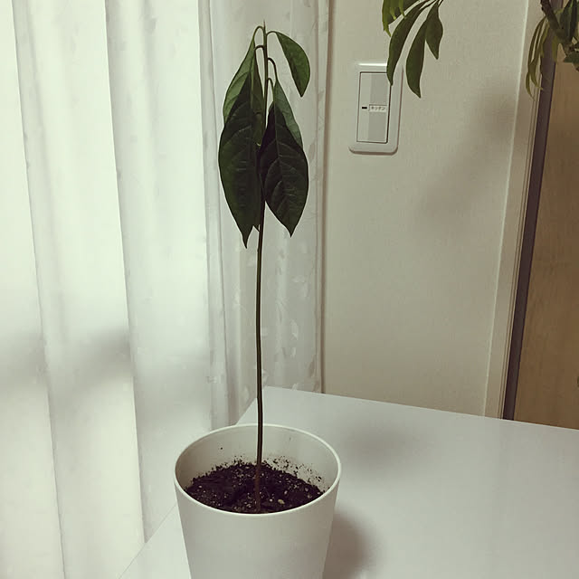 richanさんの実例写真