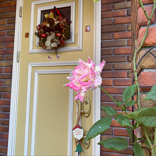 RoseLife5818さんの実例写真