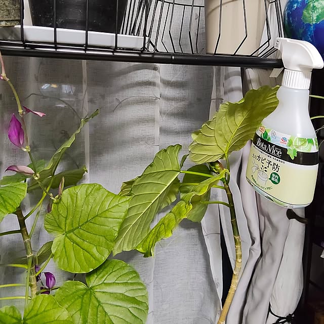 napiさんの部屋