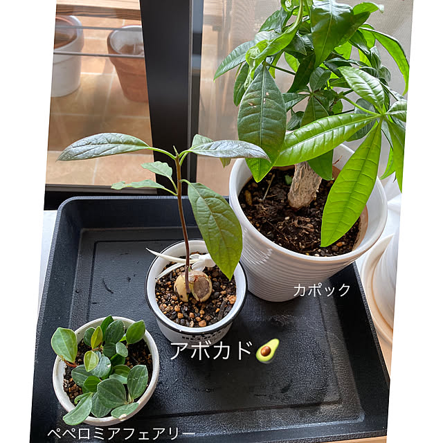 akezouさんの実例写真