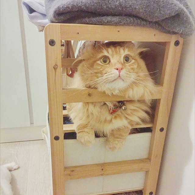 Belleさんの実例写真