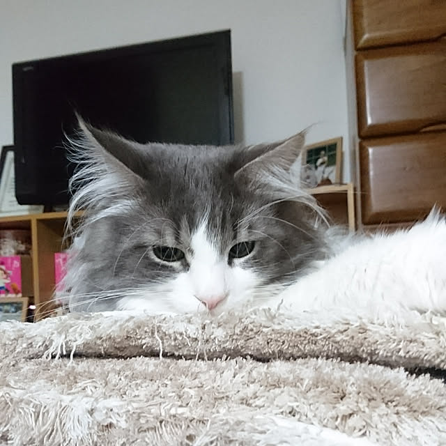 shinobuさんの実例写真