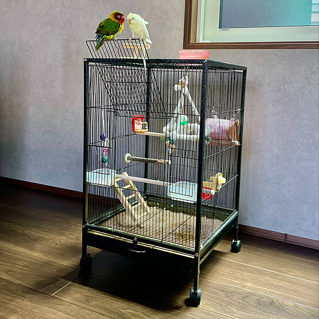 ボタンインコ/羽衣セキセイインコ/インコのいる暮らし/一条工務店/一条工務店グランセゾン...などのインテリア実例 - 2022-09-07 15:19:40