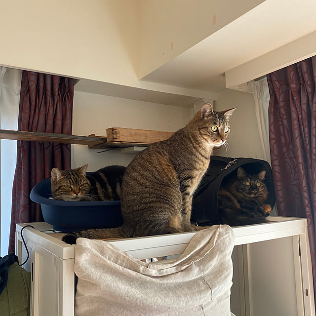 mikomaruさんの実例写真