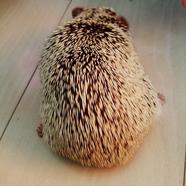kuruさんの実例写真