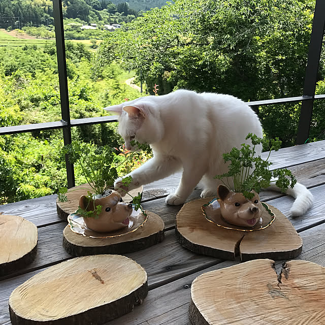 sakurasakuさんの実例写真
