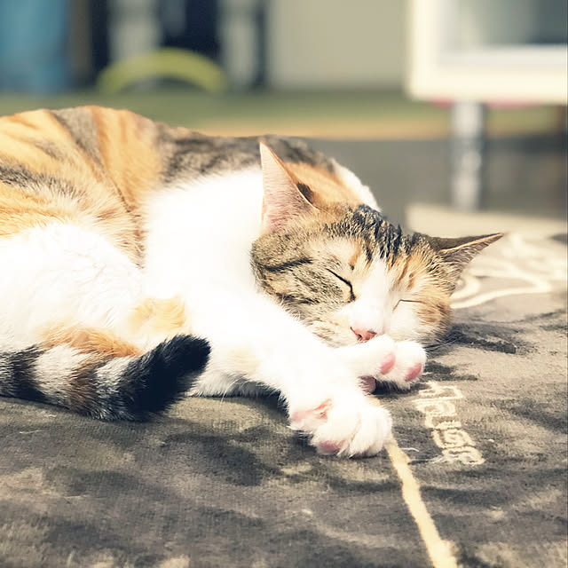 リビング/寒さ対策/山善/インテリアの写真じゃなくてごめんなさい。/ねこと暮らす。...などのインテリア実例 - 2017-12-16 02:19:36