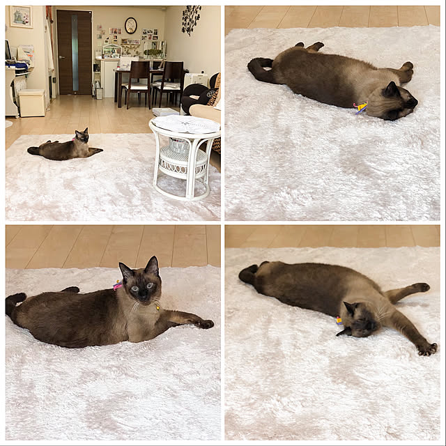 dodoさんの実例写真