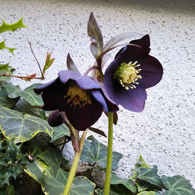 yukkoさんの実例写真