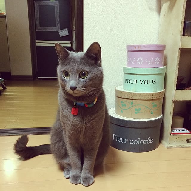 togeparuさんの実例写真