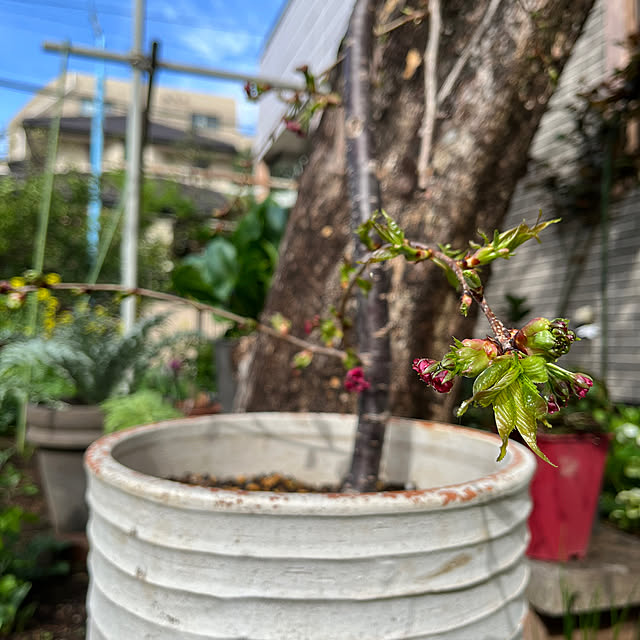 botanさんの部屋