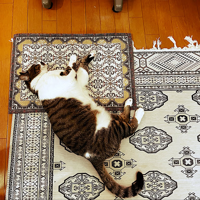 jijiさんの実例写真