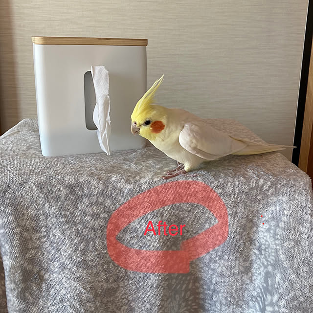 toratanさんの実例写真
