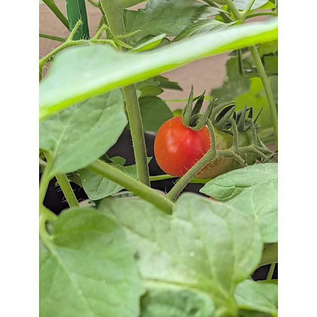 ToReTaRiさんの部屋