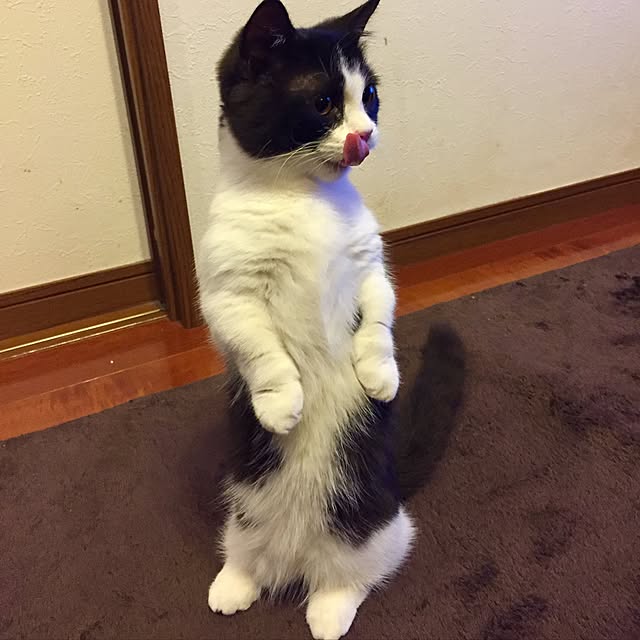 butachanさんの実例写真