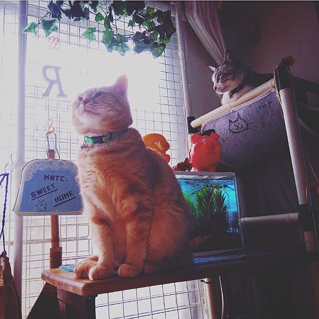 mntcさんの実例写真