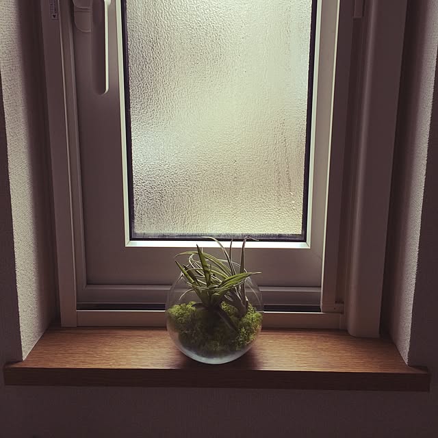 バス/トイレ/エアープランツ/観葉植物のインテリア実例 - 2015-04-18 13:17:11