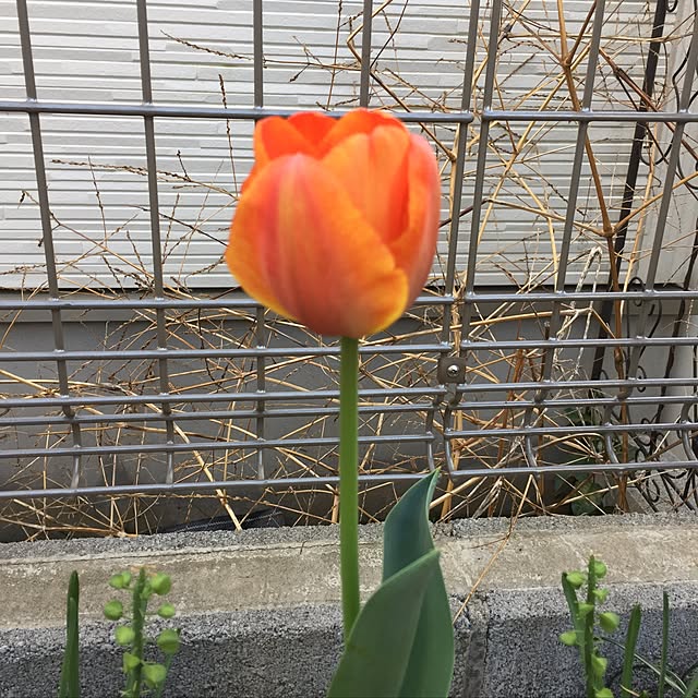 akosanさんの実例写真