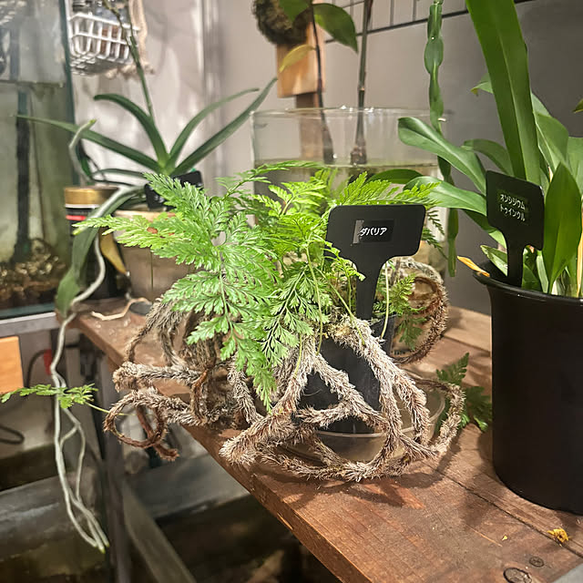 greycatsさんの部屋