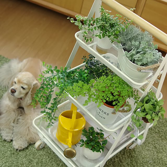 Shooowkoさんの実例写真