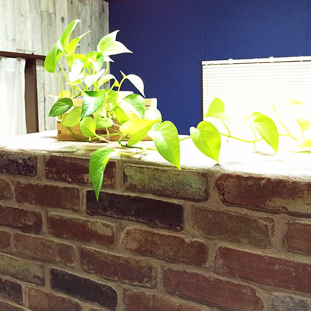cafechanさんの実例写真