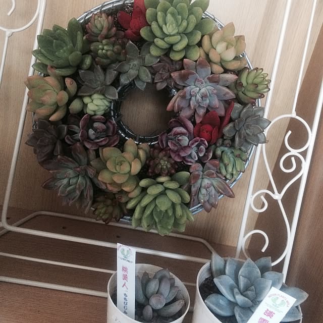 玄関/入り口/手作り/観葉植物/植物/多肉植物のインテリア実例 - 2015-02-15 01:23:53