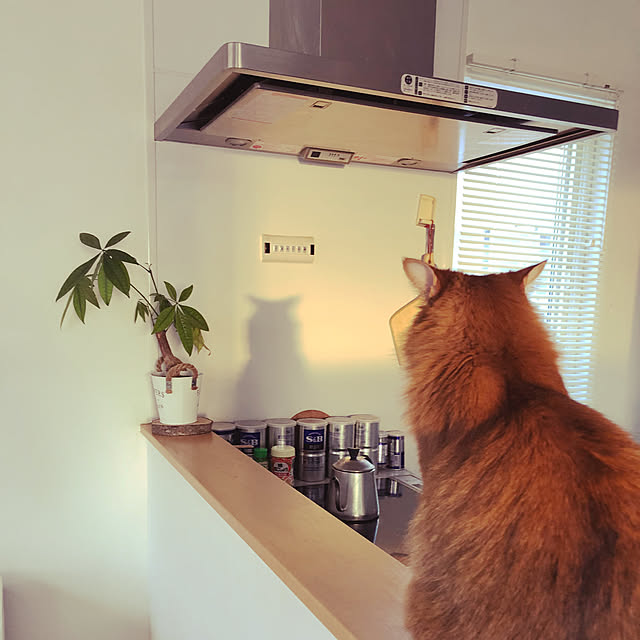 Yumiさんの実例写真
