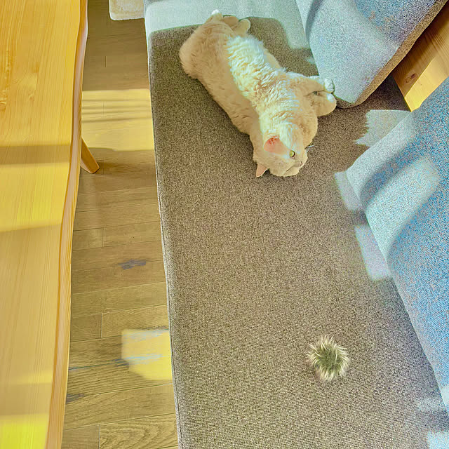 naokoさんの実例写真