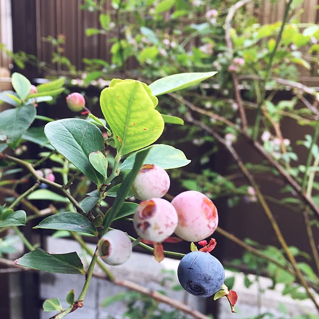iromoyoh27さんの実例写真