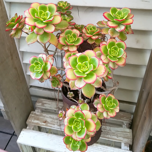 VERANDARJUNさんの実例写真