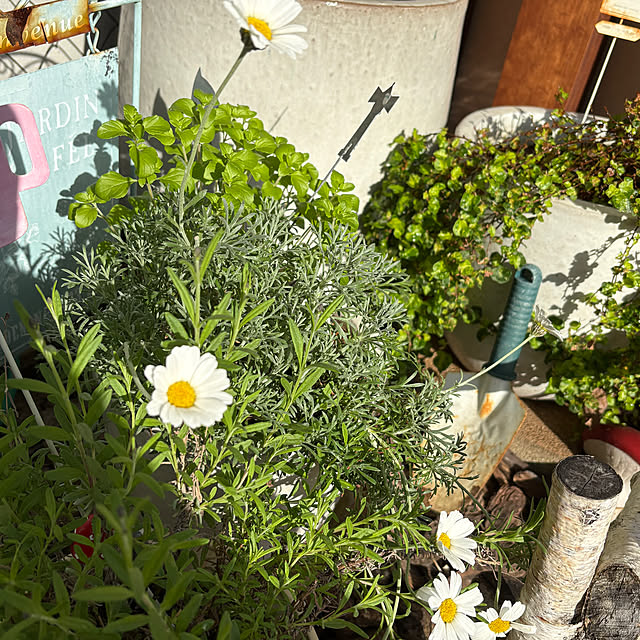 Mutsumiさんの部屋