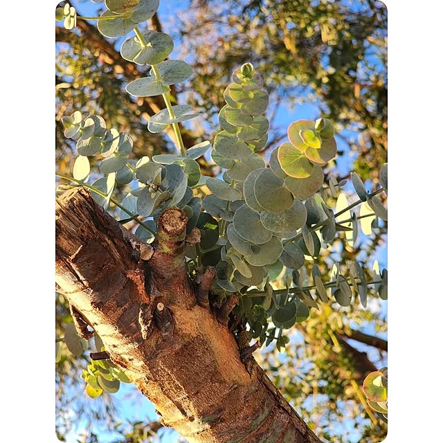 chiii13さんの実例写真