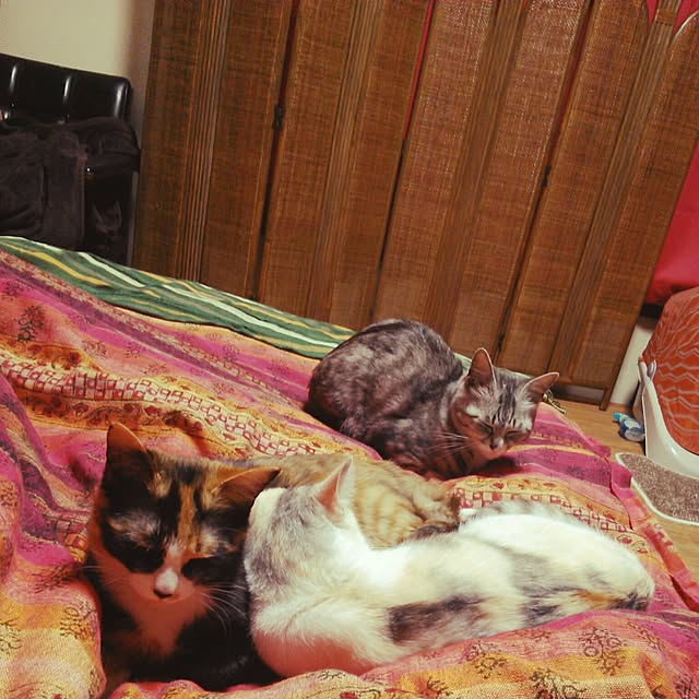 catLoverさんの実例写真