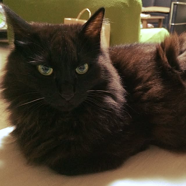 nikiさんの実例写真