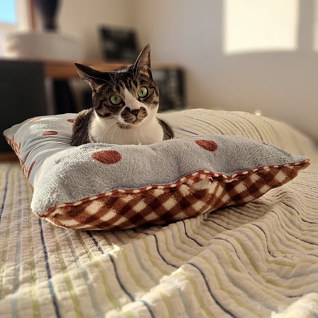 shinoさんの部屋