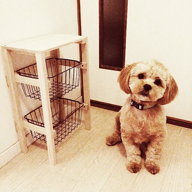 totoroさんの実例写真