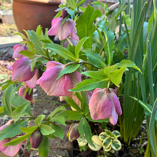 rokokoさんの部屋