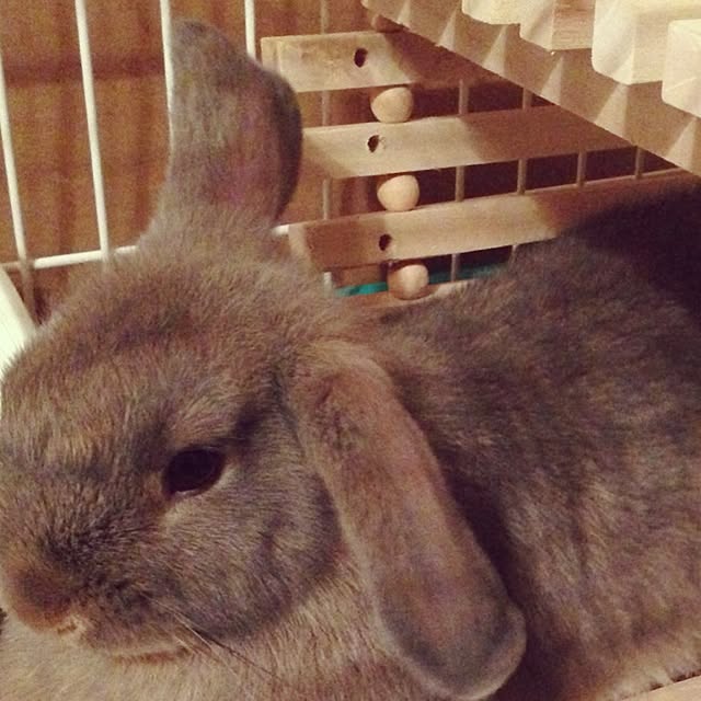 fuuさんの実例写真