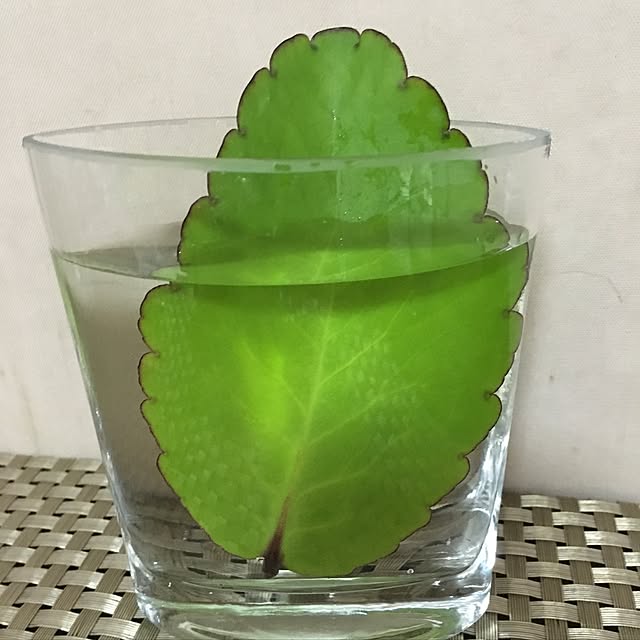 kasumiさんの実例写真